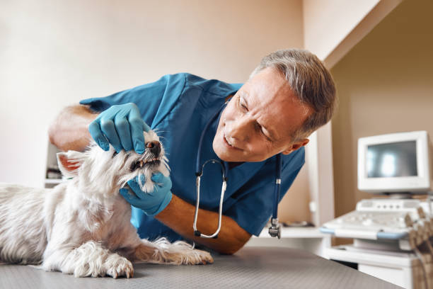 Best Holiday Emergency Dentist in Salina, OK